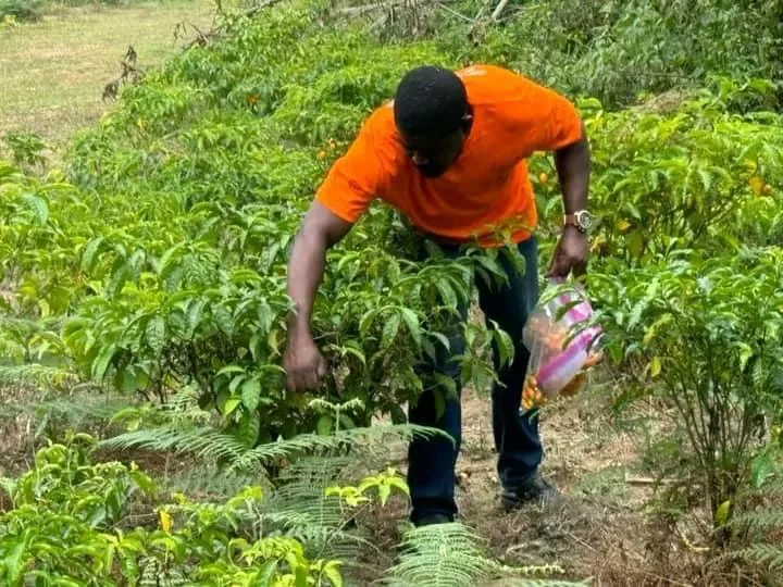 Plantation d’iboga — filière IBOGABON